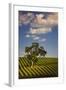 Eucalyptus Tree amongst Grape Vines in the Barossa Valley-Jon Hicks-Framed Photographic Print