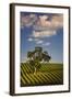 Eucalyptus Tree amongst Grape Vines in the Barossa Valley-Jon Hicks-Framed Photographic Print