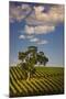 Eucalyptus Tree amongst Grape Vines in the Barossa Valley-Jon Hicks-Mounted Photographic Print