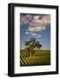 Eucalyptus Tree amongst Grape Vines in the Barossa Valley-Jon Hicks-Framed Photographic Print