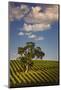 Eucalyptus Tree amongst Grape Vines in the Barossa Valley-Jon Hicks-Mounted Photographic Print