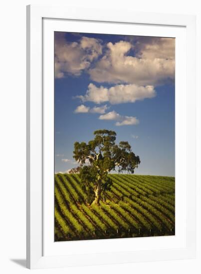 Eucalyptus Tree amongst Grape Vines in the Barossa Valley-Jon Hicks-Framed Photographic Print