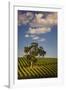 Eucalyptus Tree amongst Grape Vines in the Barossa Valley-Jon Hicks-Framed Photographic Print