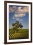 Eucalyptus Tree amongst Grape Vines in the Barossa Valley-Jon Hicks-Framed Photographic Print