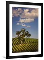 Eucalyptus Tree amongst Grape Vines in the Barossa Valley-Jon Hicks-Framed Photographic Print