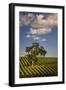 Eucalyptus Tree amongst Grape Vines in the Barossa Valley-Jon Hicks-Framed Photographic Print