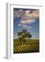 Eucalyptus Tree amongst Grape Vines in the Barossa Valley-Jon Hicks-Framed Photographic Print