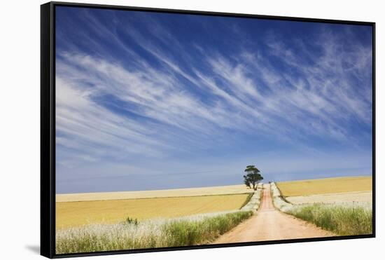 Eucalyptus Tree and Dirt Road Running through Wheat Fields near Adelaide-Jon Hicks-Framed Stretched Canvas