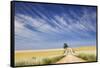 Eucalyptus Tree and Dirt Road Running through Wheat Fields near Adelaide-Jon Hicks-Framed Stretched Canvas