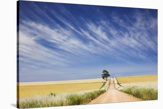 Eucalyptus Tree and Dirt Road Running through Wheat Fields near Adelaide-Jon Hicks-Stretched Canvas