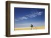 Eucalyptus Tree and Dirt Road Running through Wheat Fields near Adelaide-Jon Hicks-Framed Photographic Print