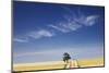 Eucalyptus Tree and Dirt Road Running through Wheat Fields near Adelaide-Jon Hicks-Mounted Photographic Print