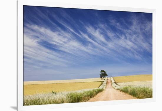 Eucalyptus Tree and Dirt Road Running through Wheat Fields near Adelaide-Jon Hicks-Framed Photographic Print