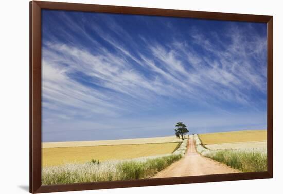 Eucalyptus Tree and Dirt Road Running through Wheat Fields near Adelaide-Jon Hicks-Framed Photographic Print