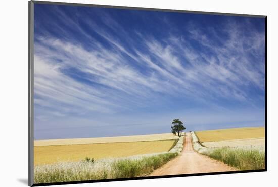 Eucalyptus Tree and Dirt Road Running through Wheat Fields near Adelaide-Jon Hicks-Mounted Photographic Print