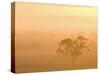 Eucalyptus Tree and Morning Fog, Carroll, New South Wales, Australia-Jochen Schlenker-Stretched Canvas