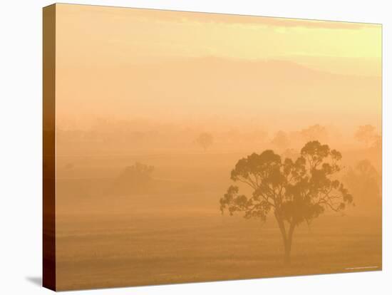 Eucalyptus Tree and Morning Fog, Carroll, New South Wales, Australia-Jochen Schlenker-Stretched Canvas