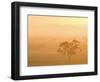 Eucalyptus Tree and Morning Fog, Carroll, New South Wales, Australia-Jochen Schlenker-Framed Photographic Print