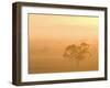 Eucalyptus Tree and Morning Fog, Carroll, New South Wales, Australia-Jochen Schlenker-Framed Photographic Print