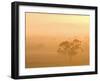 Eucalyptus Tree and Morning Fog, Carroll, New South Wales, Australia-Jochen Schlenker-Framed Photographic Print