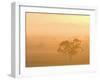 Eucalyptus Tree and Morning Fog, Carroll, New South Wales, Australia-Jochen Schlenker-Framed Photographic Print
