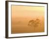 Eucalyptus Tree and Morning Fog, Carroll, New South Wales, Australia-Jochen Schlenker-Framed Photographic Print