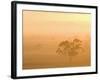 Eucalyptus Tree and Morning Fog, Carroll, New South Wales, Australia-Jochen Schlenker-Framed Photographic Print