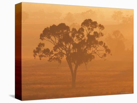 Eucalyptus Tree and Morning Fog, Carroll, New South Wales, Australia-Jochen Schlenker-Stretched Canvas