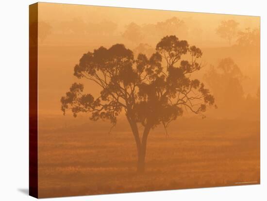 Eucalyptus Tree and Morning Fog, Carroll, New South Wales, Australia-Jochen Schlenker-Stretched Canvas