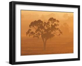 Eucalyptus Tree and Morning Fog, Carroll, New South Wales, Australia-Jochen Schlenker-Framed Photographic Print