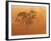 Eucalyptus Tree and Morning Fog, Carroll, New South Wales, Australia-Jochen Schlenker-Framed Photographic Print