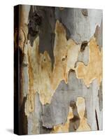 Eucalyptus Tree Bark, Greece, Europe-Robert Harding-Stretched Canvas