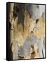 Eucalyptus Tree Bark, Greece, Europe-Robert Harding-Framed Stretched Canvas