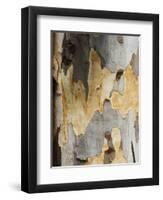 Eucalyptus Tree Bark, Greece, Europe-Robert Harding-Framed Premium Photographic Print