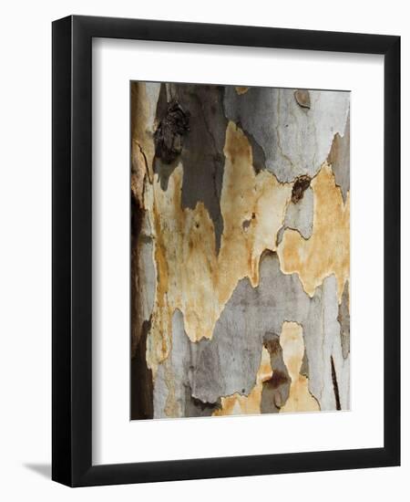 Eucalyptus Tree Bark, Greece, Europe-Robert Harding-Framed Premium Photographic Print