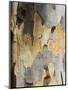 Eucalyptus Tree Bark, Greece, Europe-Robert Harding-Mounted Premium Photographic Print