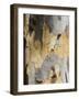 Eucalyptus Tree Bark, Greece, Europe-Robert Harding-Framed Photographic Print