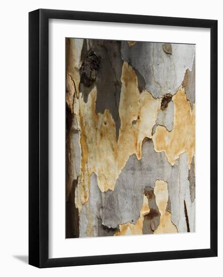 Eucalyptus Tree Bark, Greece, Europe-Robert Harding-Framed Photographic Print