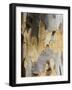 Eucalyptus Tree Bark, Greece, Europe-Robert Harding-Framed Photographic Print