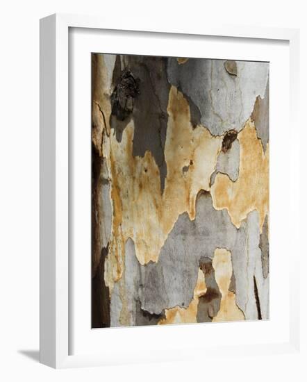 Eucalyptus Tree Bark, Greece, Europe-Robert Harding-Framed Photographic Print