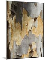 Eucalyptus Tree Bark, Greece, Europe-Robert Harding-Mounted Photographic Print