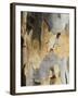 Eucalyptus Tree Bark, Greece, Europe-Robert Harding-Framed Photographic Print