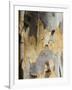 Eucalyptus Tree Bark, Greece, Europe-Robert Harding-Framed Photographic Print