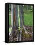 Eucalyptus Tree Bark, Kauai, Hawaii, USA-Dennis Flaherty-Framed Stretched Canvas