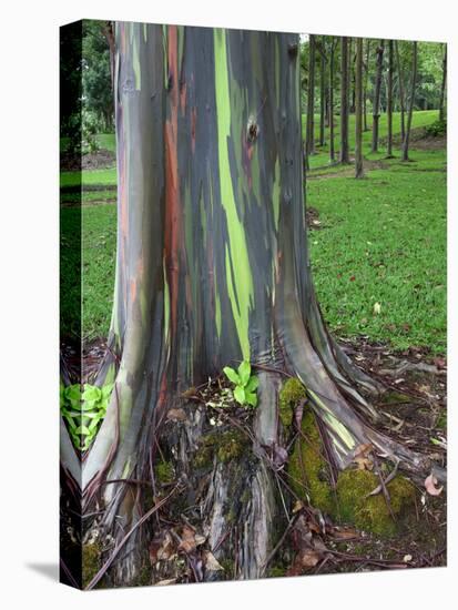 Eucalyptus Tree Bark, Kauai, Hawaii, USA-Dennis Flaherty-Stretched Canvas