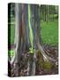 Eucalyptus Tree Bark, Kauai, Hawaii, USA-Dennis Flaherty-Stretched Canvas