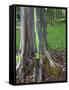 Eucalyptus Tree Bark, Kauai, Hawaii, USA-Dennis Flaherty-Framed Stretched Canvas