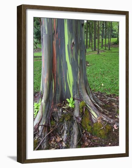 Eucalyptus Tree Bark, Kauai, Hawaii, USA-Dennis Flaherty-Framed Premium Photographic Print