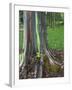 Eucalyptus Tree Bark, Kauai, Hawaii, USA-Dennis Flaherty-Framed Premium Photographic Print