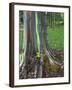 Eucalyptus Tree Bark, Kauai, Hawaii, USA-Dennis Flaherty-Framed Premium Photographic Print